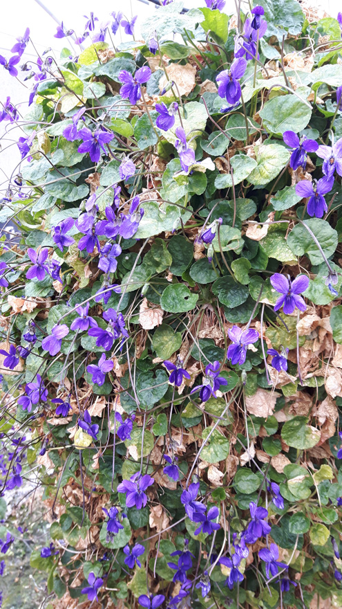 Il tour di Giulia Canesi - "Festa delle violette" a Tourrettes Sur Loup